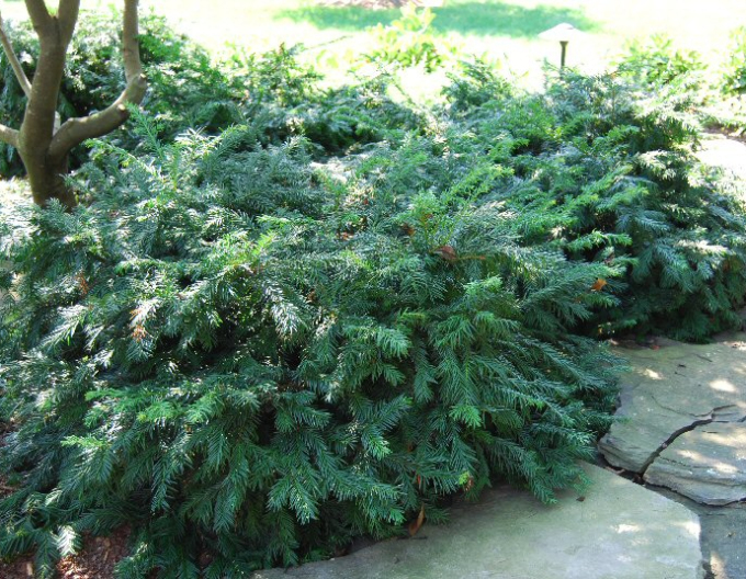 Eibe gemein "Repens"