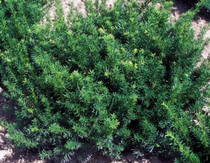 Eibe gemein "Repens"