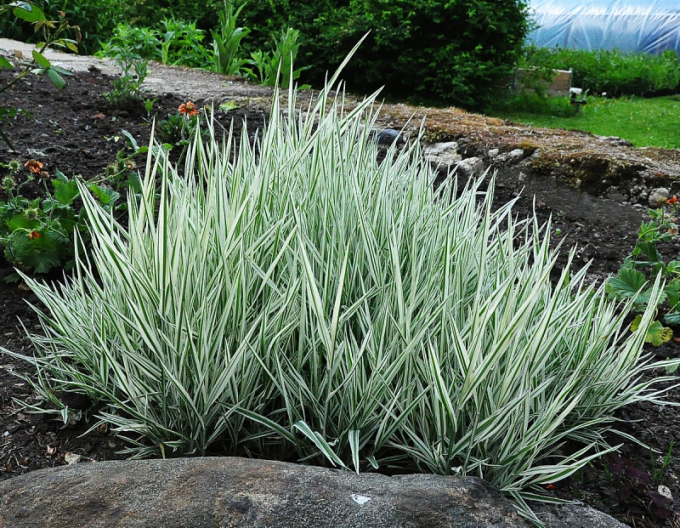 Weicher Honigtau "Albovariegatus"