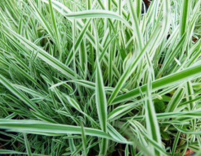 Weicher Honigtau "Albovariegatus"