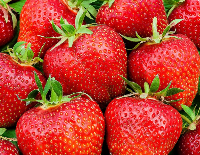 Erdbeere Ostara mehrjährig