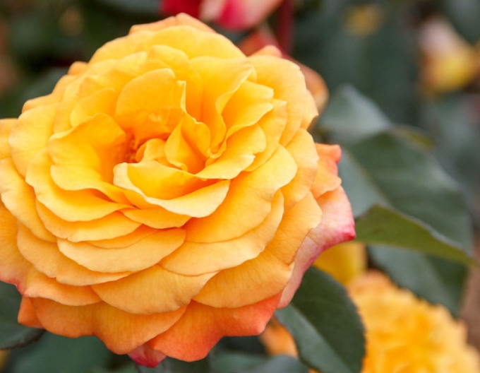 ROSE "Adolf Horstmann"