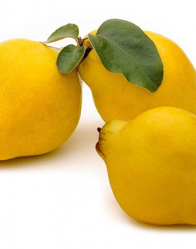 Birnenquitte ‚Vranja‘, auf Quitte, wurzelnackt