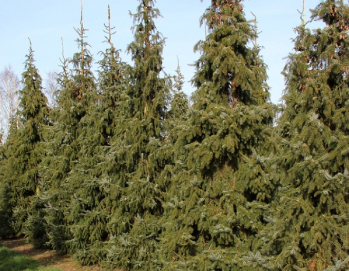 Spruce Pančičov, frei.