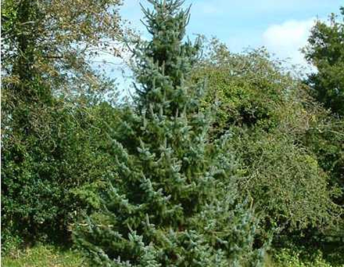 Spruce Pančičov, frei.