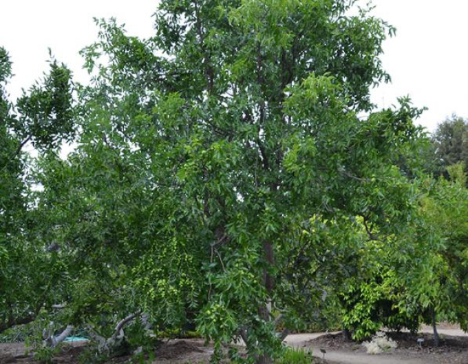 Ziziphus Jujuba XUAN CHENG JIAN