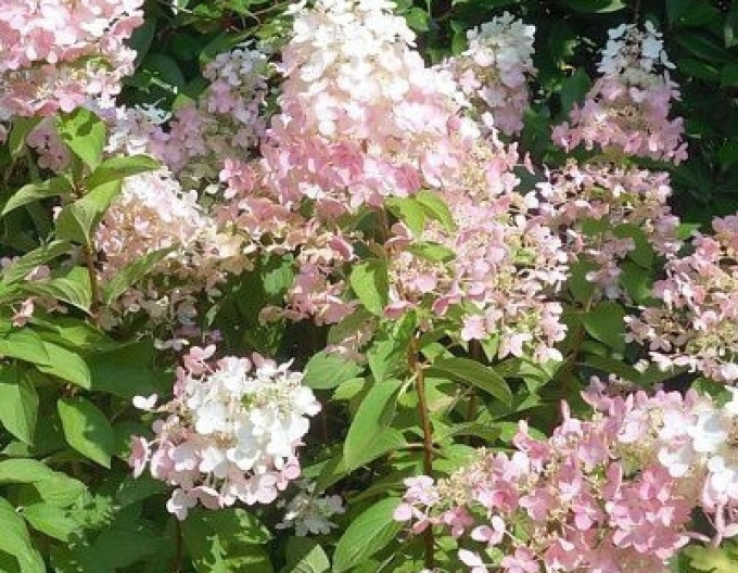 Hortensie Konfetti