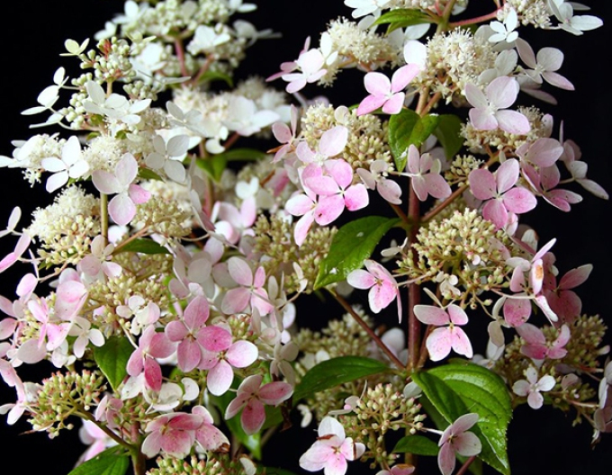 Hortensie Konfetti