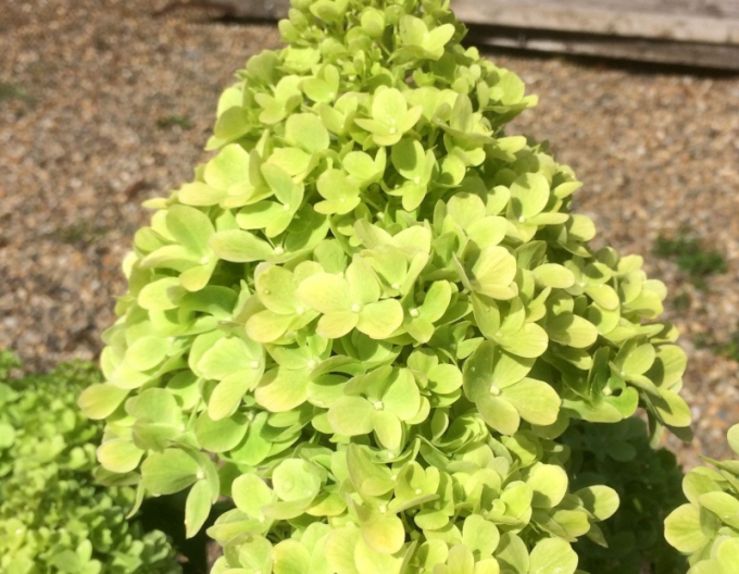 Hortensie Mojito