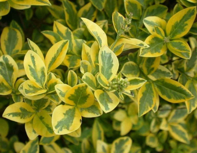 Vogelschnabel Aureum