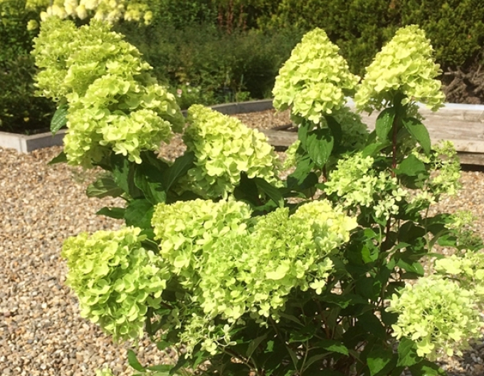 Hortensie Mojito