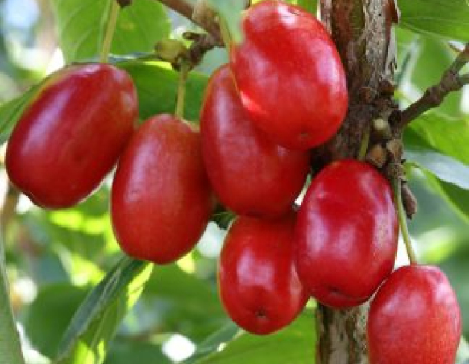 Großer Roter Hartriegel