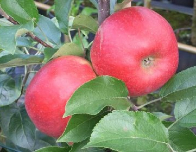 Zwergapfelbaum Pidi Herbst