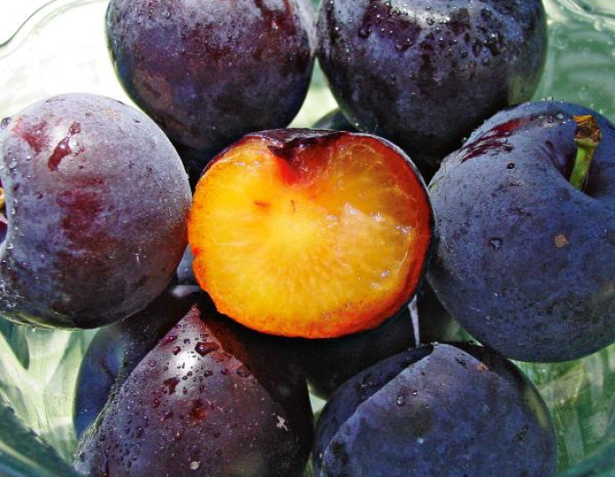 Japanische Pflaumenkreuzung Plumcot