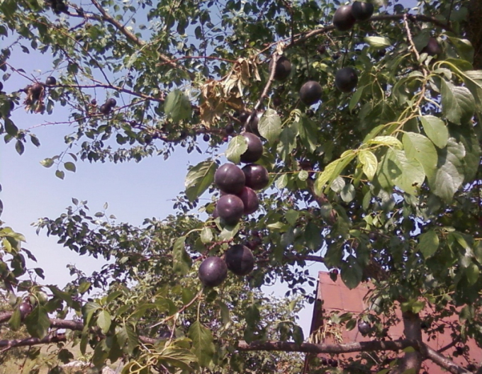 Japanische Pflaumenkreuzung Plumcot