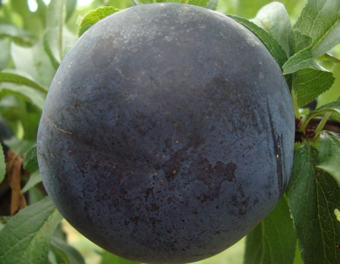 Japanische Pflaume Black Sun, auf Myrobalane, wurzelnackt