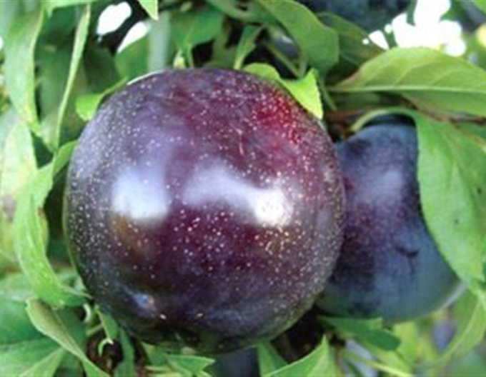 Japanische Pflaume Black Sun, auf Myrobalane, wurzelnackt