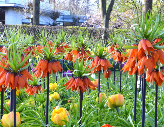 Fritillara Rubra Maxima - Königlich rote Kornblume
