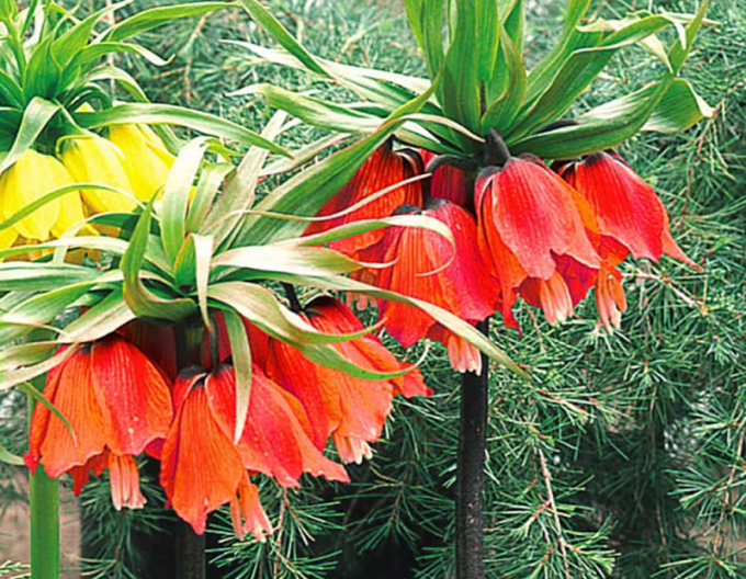 Fritillara Rubra Maxima - Königlich rote Kornblume