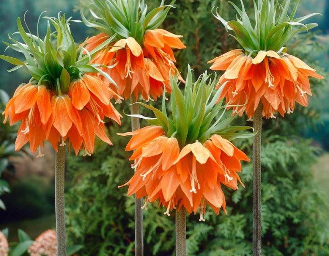 Fritillara Aurora - Königliche Kornblume Aurora