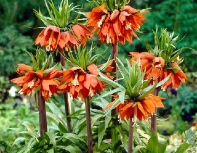 Fritillara Aurora - Königliche Kornblume Aurora