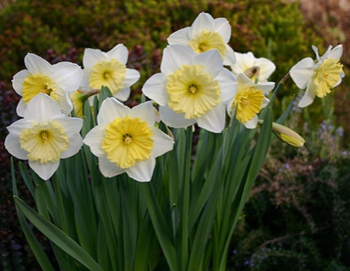 Narzisse Ice Follies
