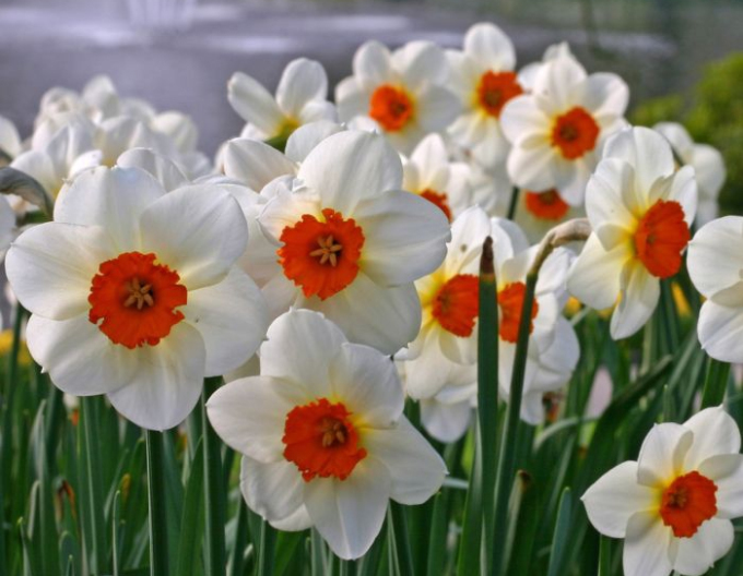 Narzissus Barret Browning