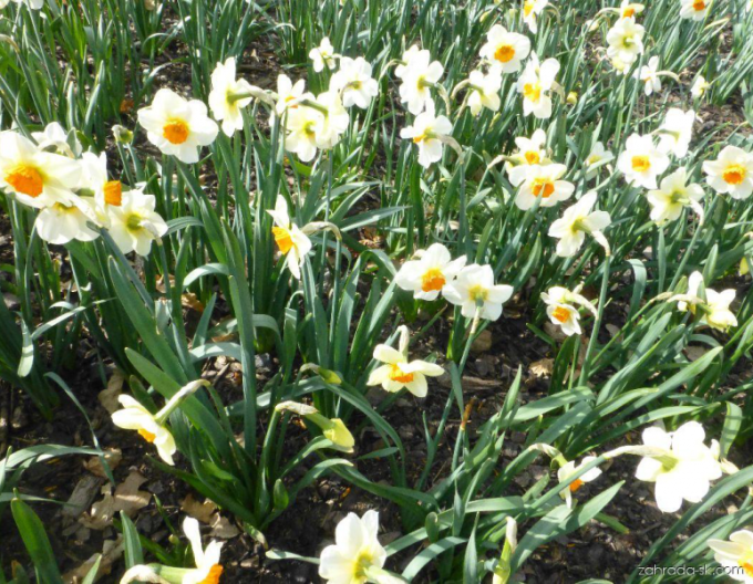 Narzissus Barret Browning