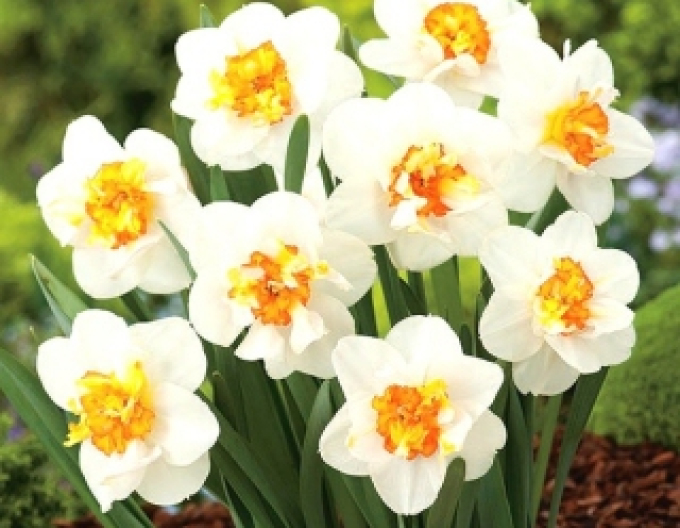 Narzisse Flower Drift