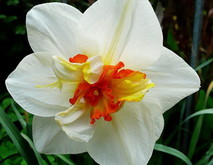 Narzisse Flower Drift