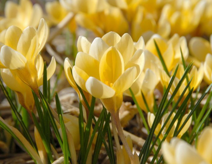 Krokus Romance