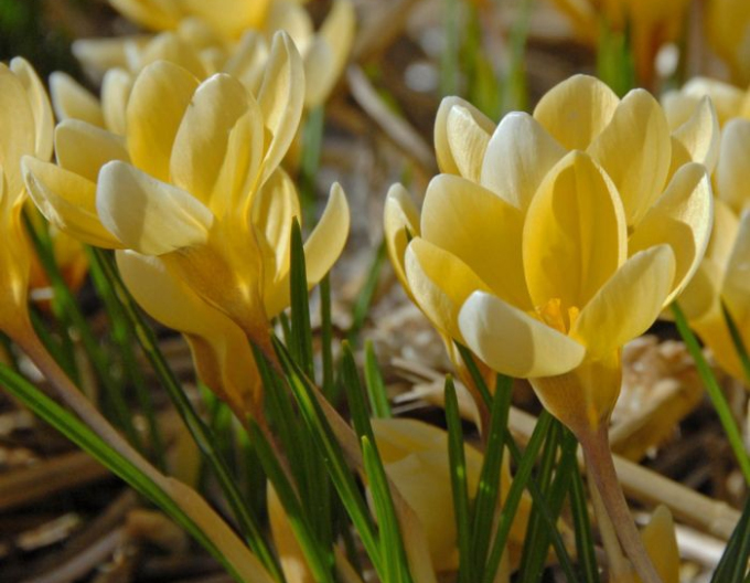 Krokus Romance