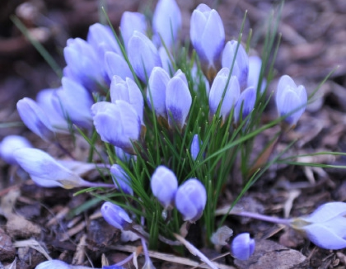 Krokus Blue Pearl
