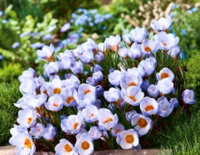 Krokus Blue Pearl