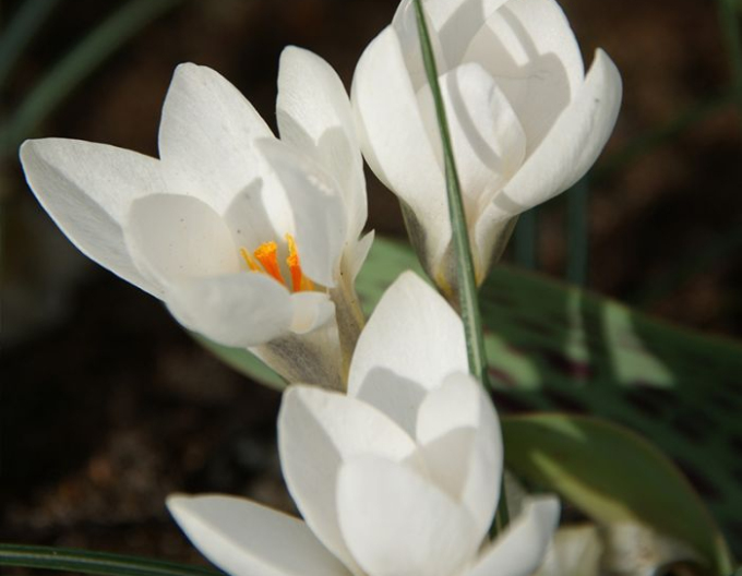 Krokus Miss Vain