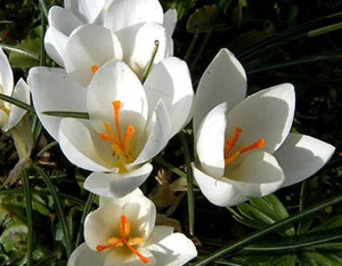 Krokus Miss Vain