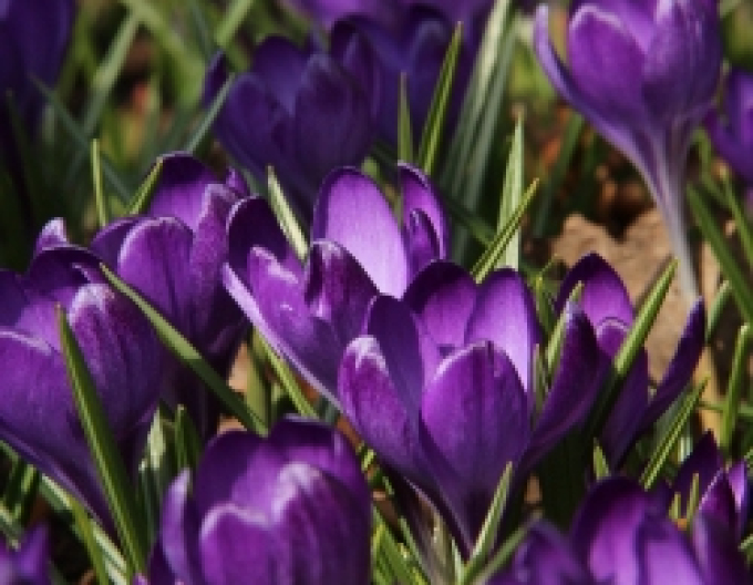 Krokus Rubinroter Riese