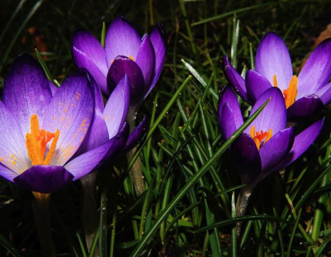 Krokus Rubinroter Riese