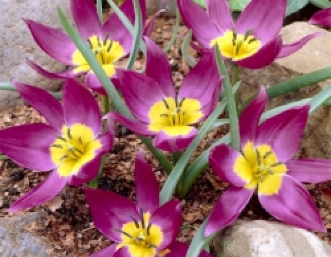 Tulpe botanisch Eastern Star