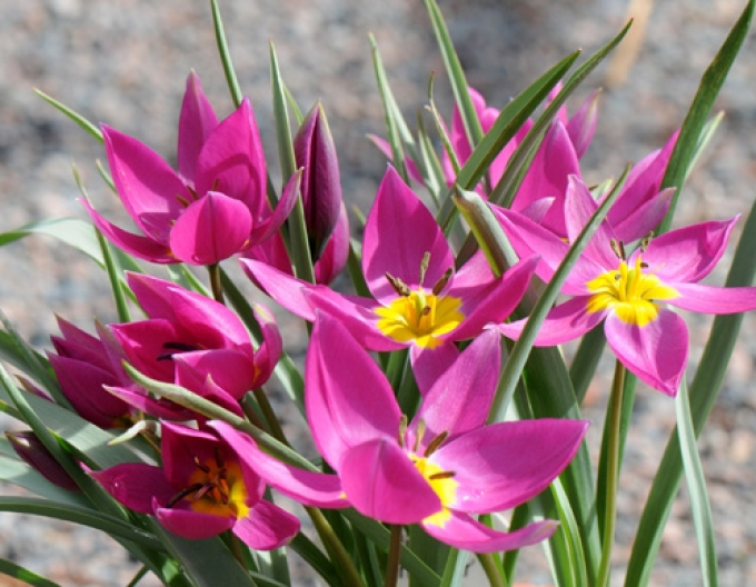 Tulpe botanisch Eastern Star