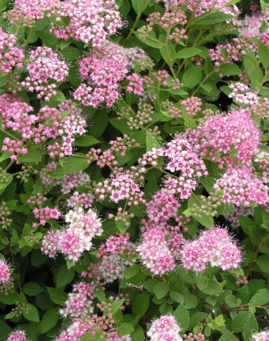 Japan-Spierstrauch "Little Princess"