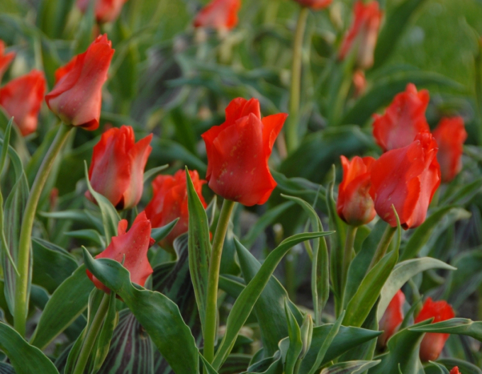 Tulpe greigi Red Redding Hood