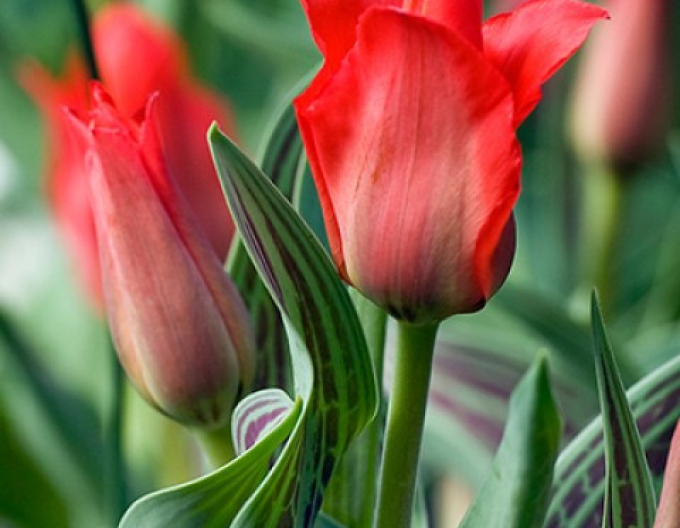 Tulpe greigi Red Redding Hood
