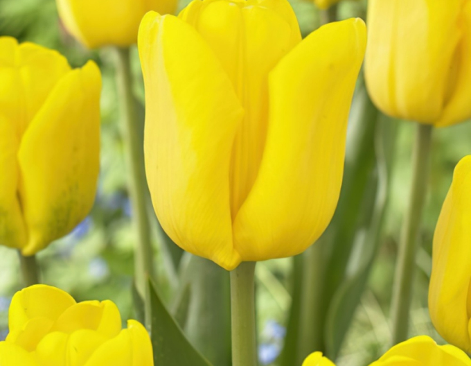 Tulpe greigi Gold West