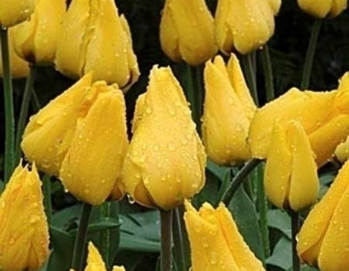 Tulpe greigi Gold West