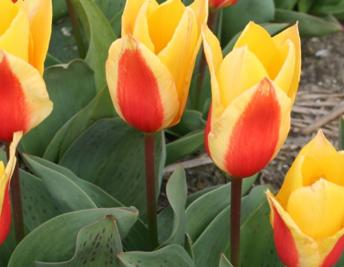 Tulpe greigi Erste Liebe