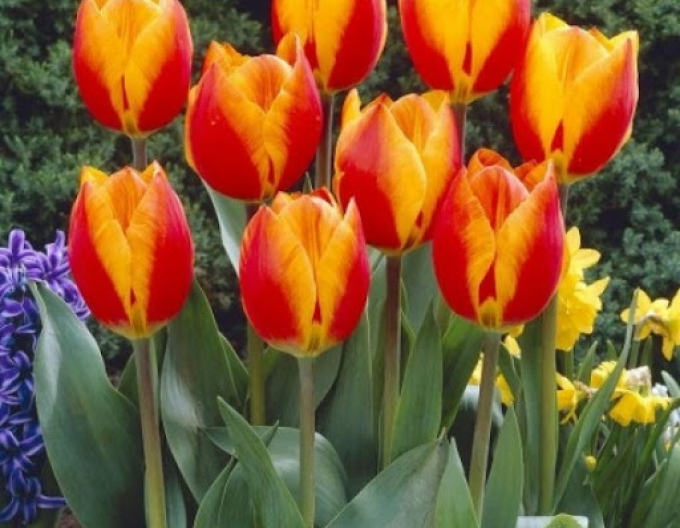 Tulpe greigi Erste Liebe