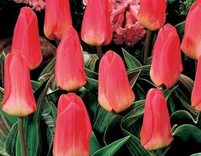 Tulpe greigi Oratorio