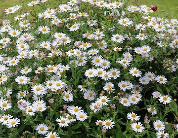 Aster Japanisch Madiva