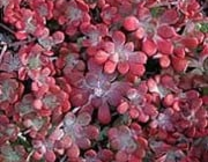 Fetthenne Purpureum